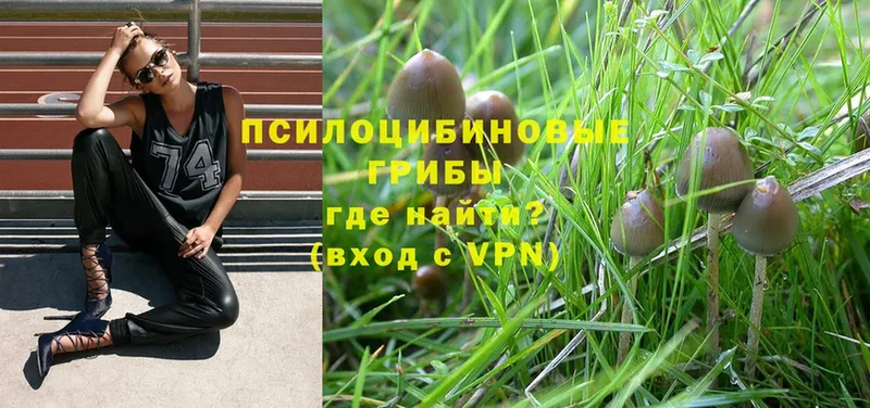 Галлюциногенные грибы Magic Shrooms Братск